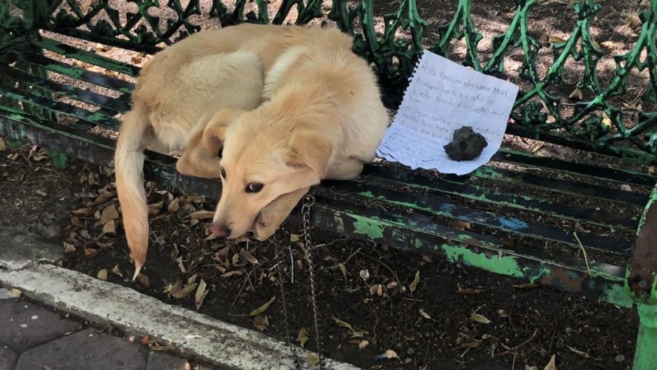 Foto: @mascotasdifunde.